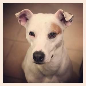 Meet your Posher, Adam